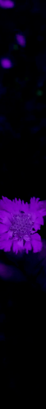 3971753240418307395-3_part_03.gif