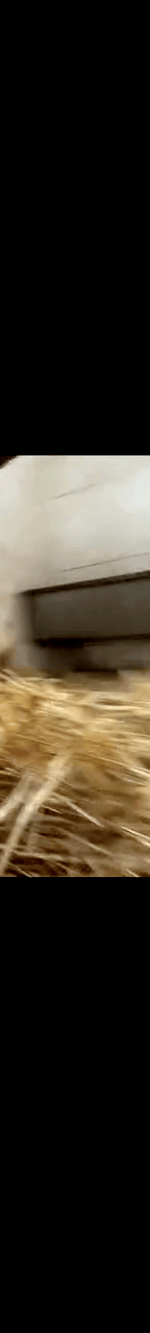 4006389669253326827-3_part_05.gif