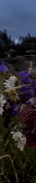 4008442642046218180-3_part_01.gif