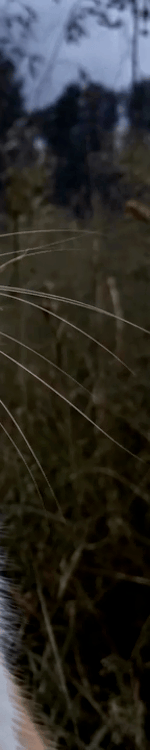 4008442642046218180-3_part_05.gif