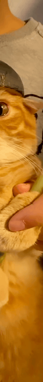 4013257177693549336-3_part_04.gif